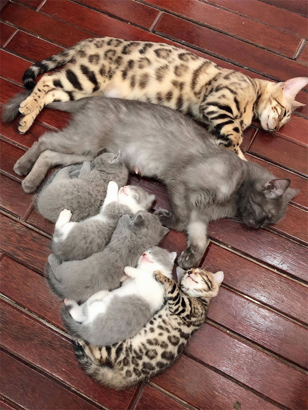 cat family naptime