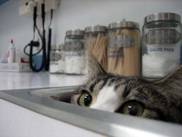 cat hiding in sink