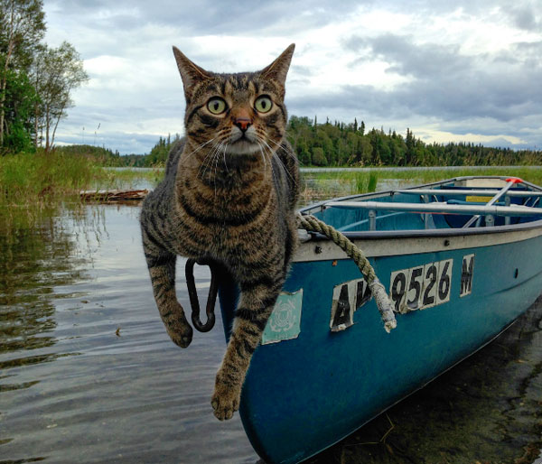 cat in a canoe