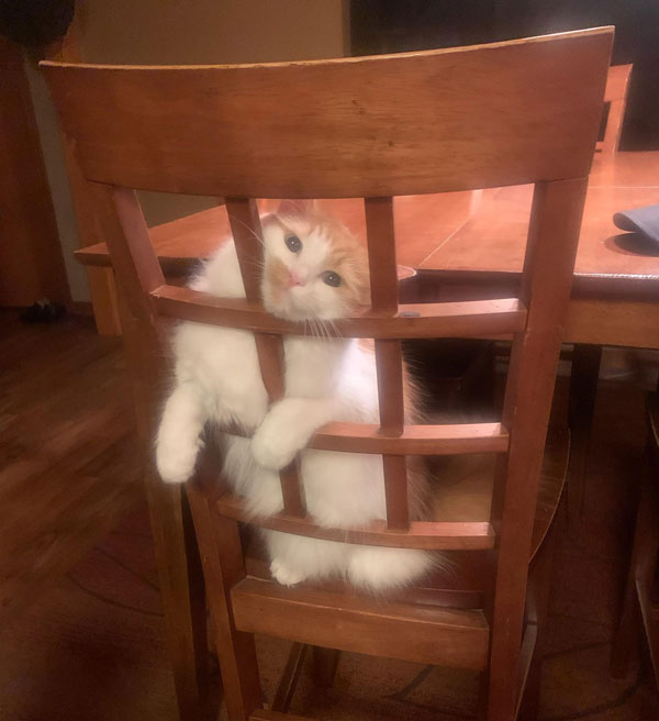 cat in chair rungs