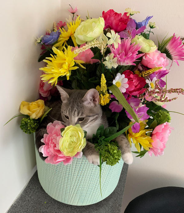 cat in flower basket