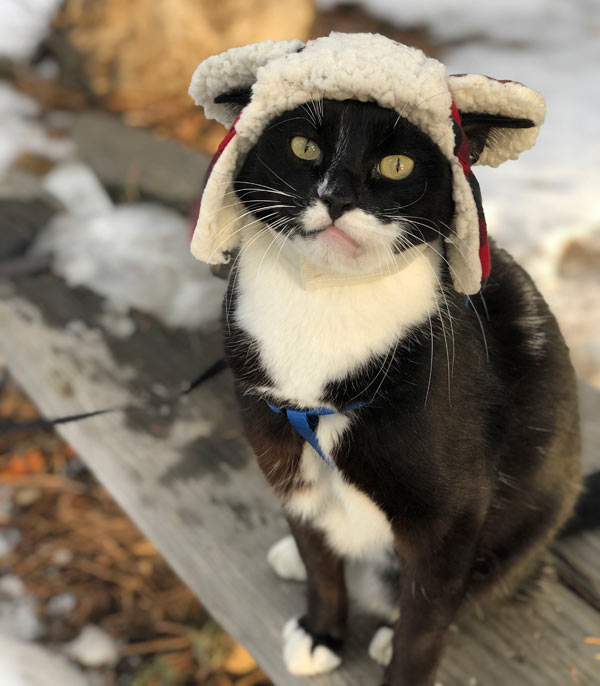 cat in a fluffy hat