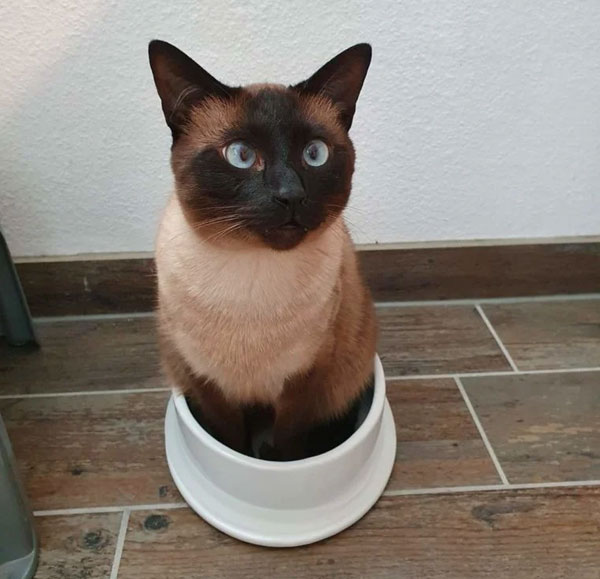 cat sitting in food bowl