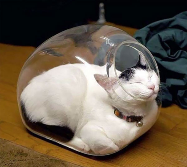 cat sleeping in glass jar