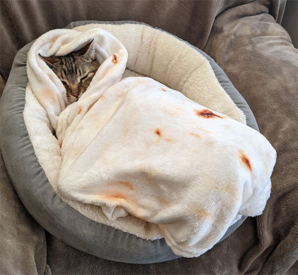 cat in burrito blanket