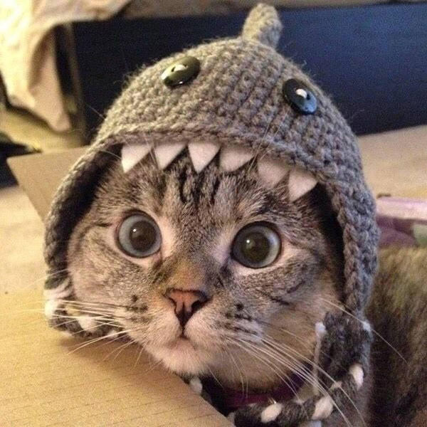 cat in shark suit