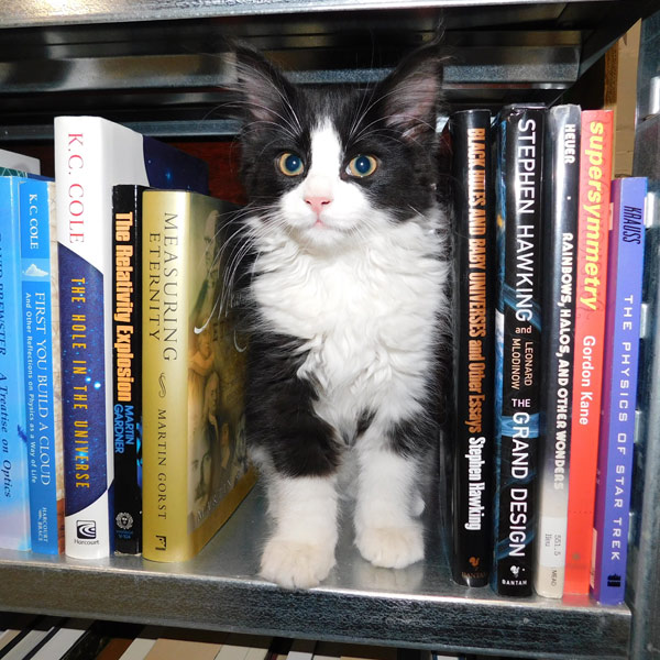 kitten among library books