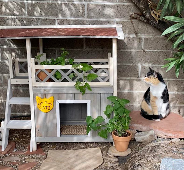 cat next to cat house