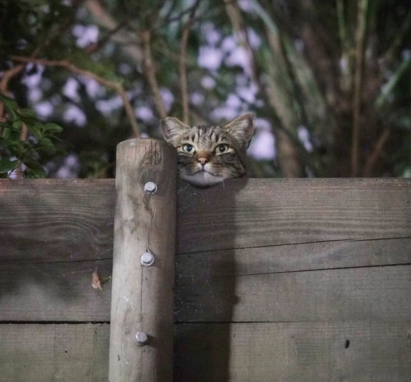 cat looking over fence