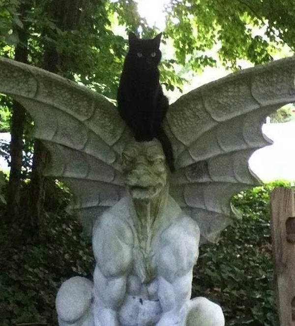 black cat on demon statue