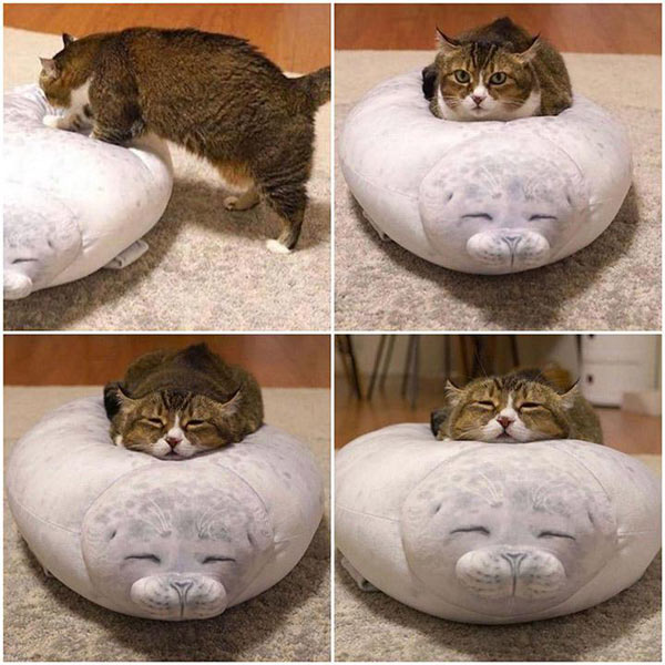 cat on seal pillow