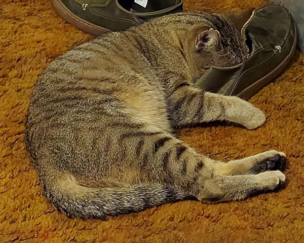 cat sleeping face-down in a slipper