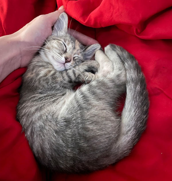 kitten sleeping in red velvet