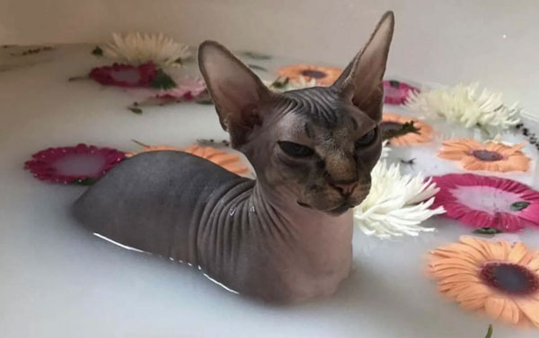sphinx cat bathing
