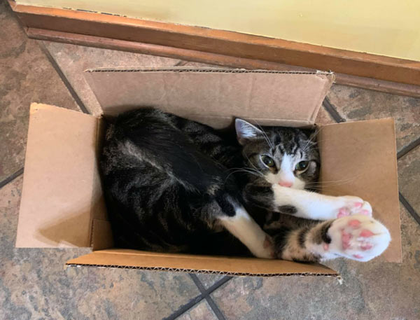 cat stuffed into box