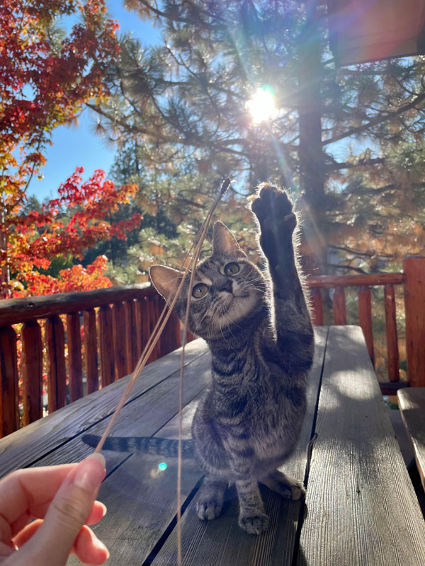 cat touching starshine
