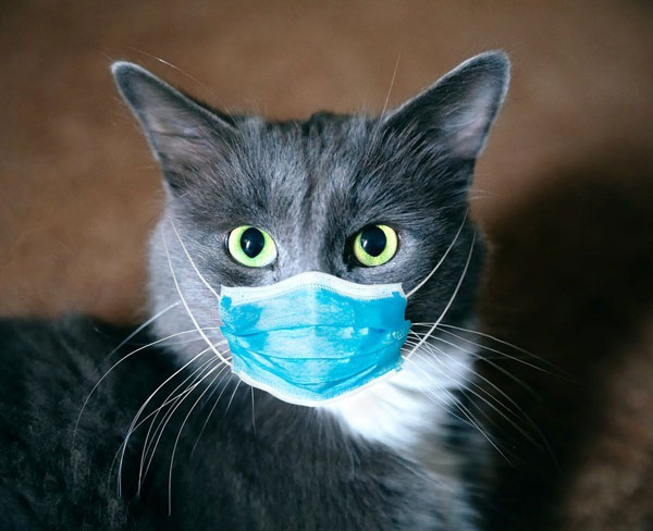 cat wearing blue viral mask