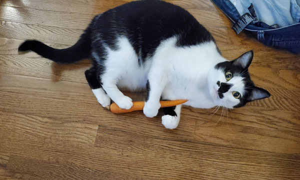 cat with carrot