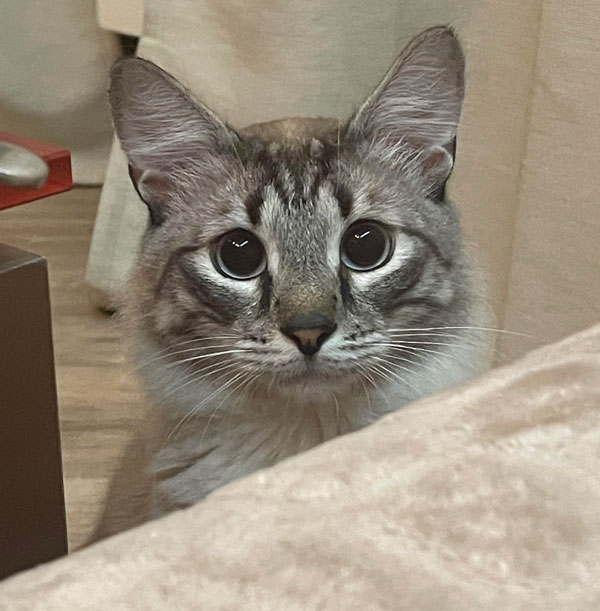 cat with large needy eyes