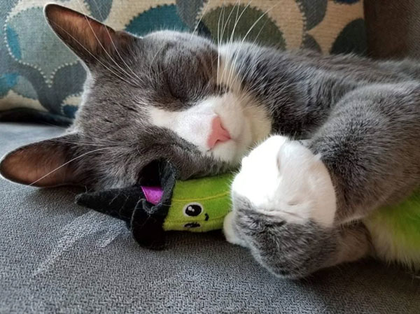 cat with pickle doll