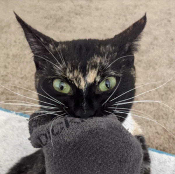 cat with sock