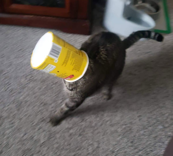 cat with tub on head
