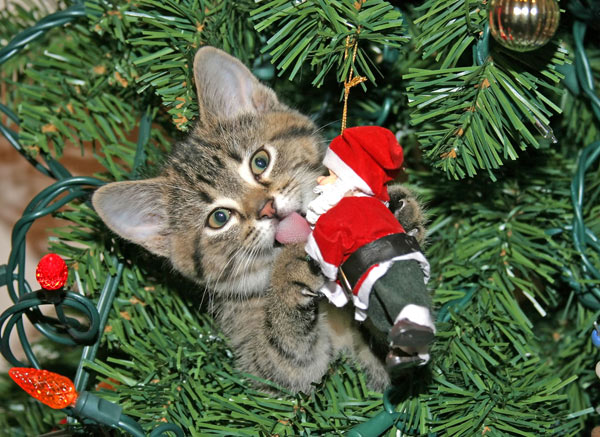 cat in xmas tree assaulting santa