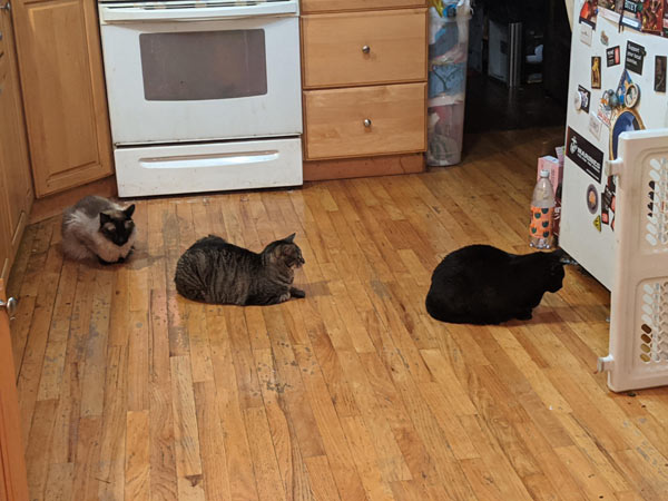 cats in line to cat something