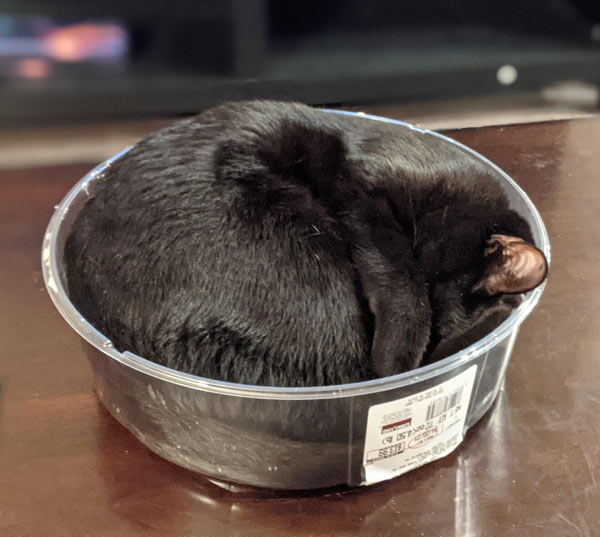 cat sleeping in cheesecake cover