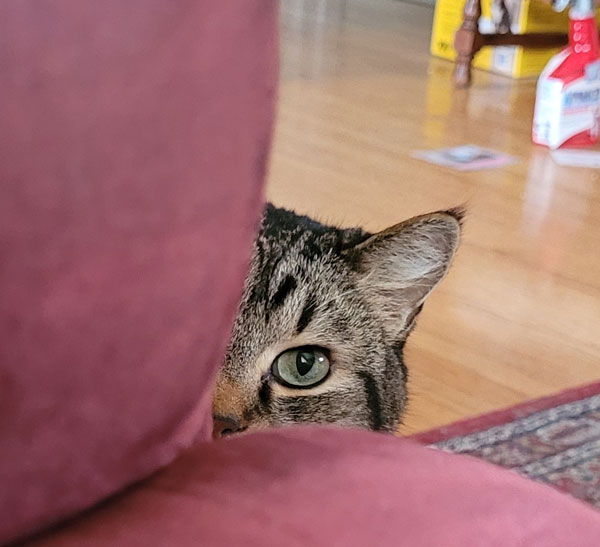 cat peeking over couch