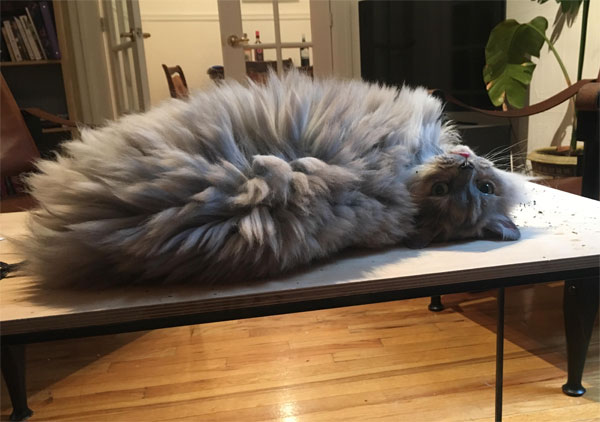 gray fluffy cat