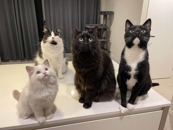 four cats looking up