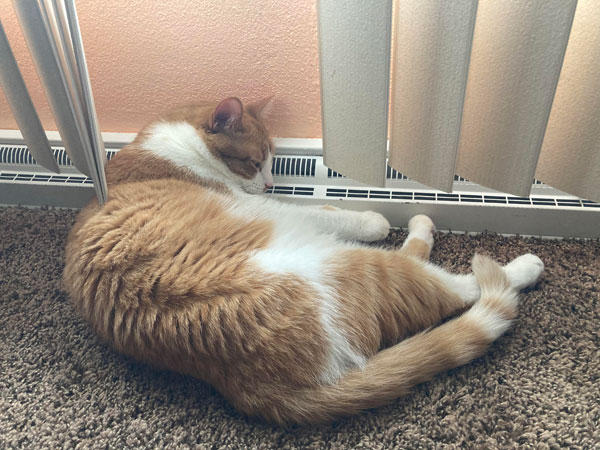 cat lying on heater grill