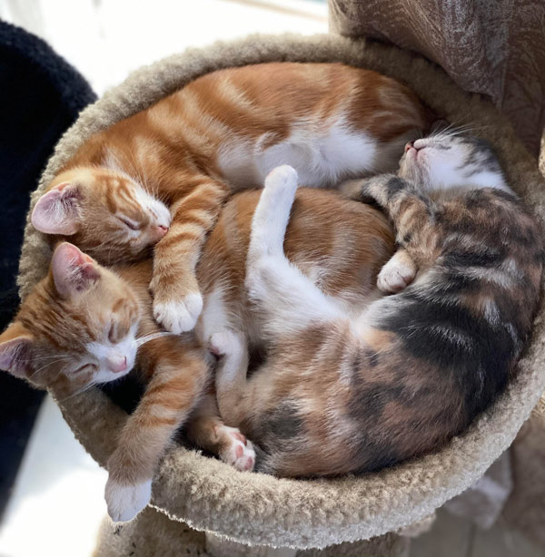 group of sleeping kittens
