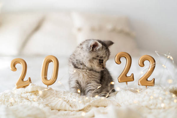 2022 kitten