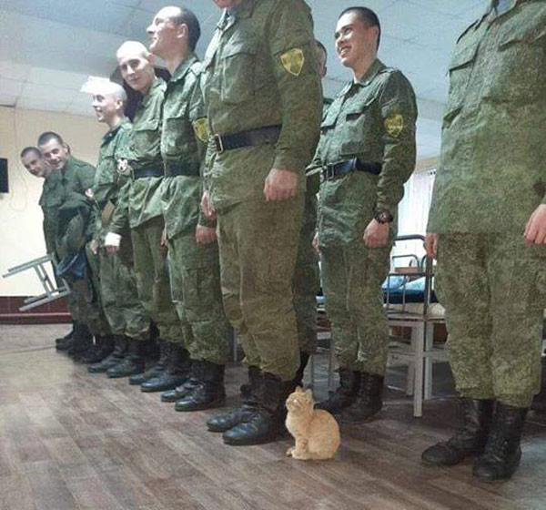 kitten among soldiers