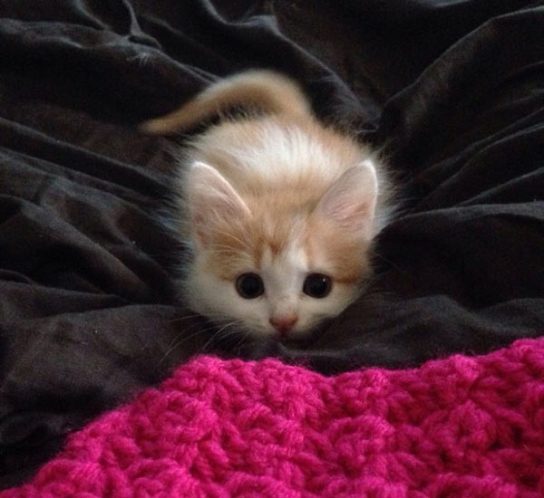 kitten ready to pounce