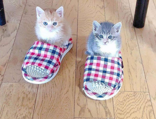 cats in house shoes