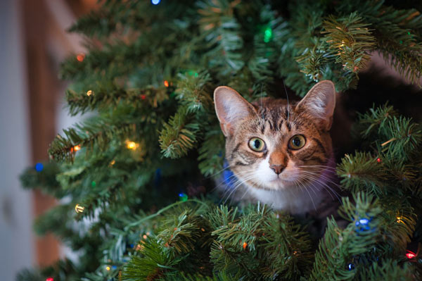 cat in xmas tree