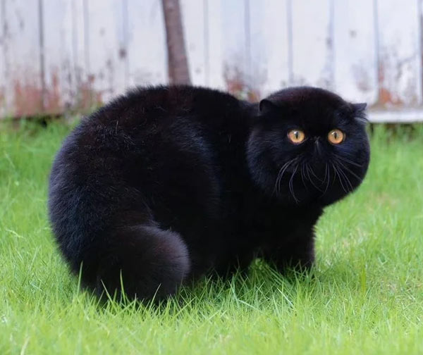 very poofy black cat