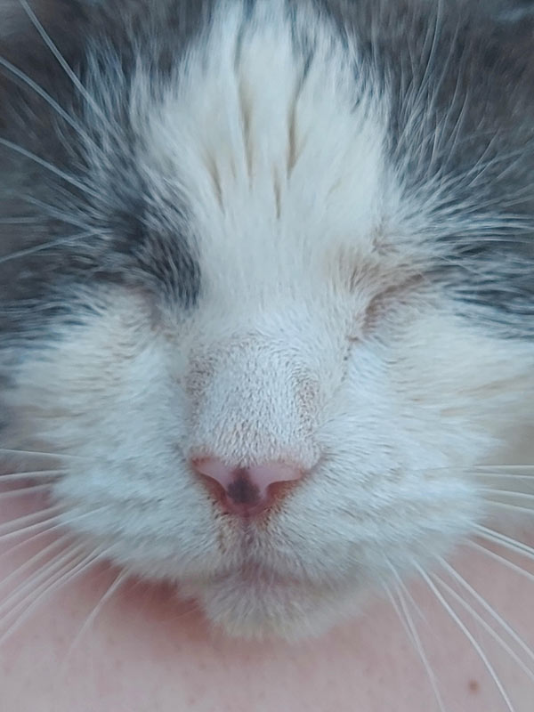 close up sleeping cat