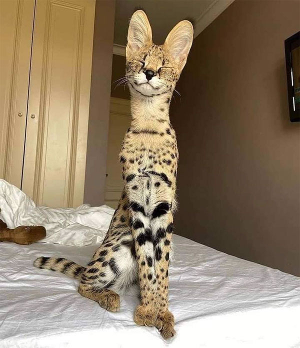 happy serval cat