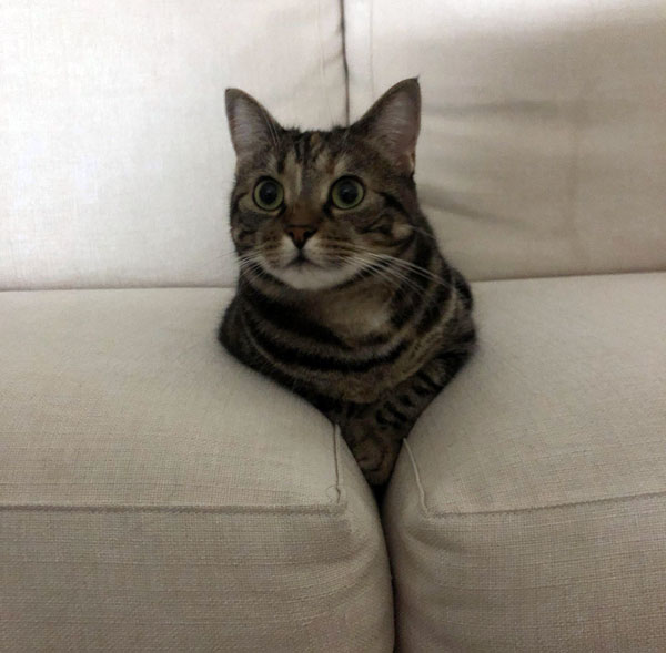 cat stuck in sofa cushions