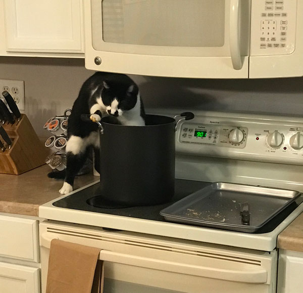 cat in the cooking pot