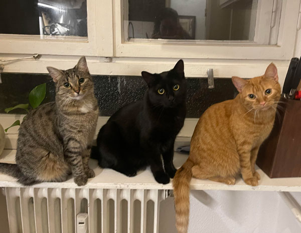 three cats in a line