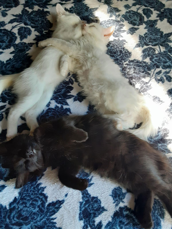 three sleeping kittens