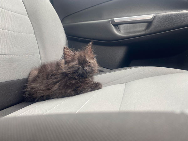 tiny black kitten on car seat