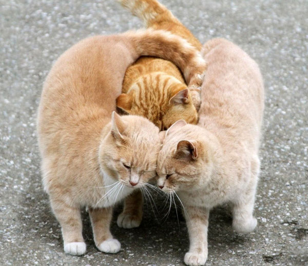 cats encircling a third cat