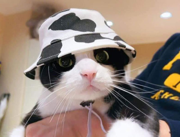tuxedo cat in tuxedo hat