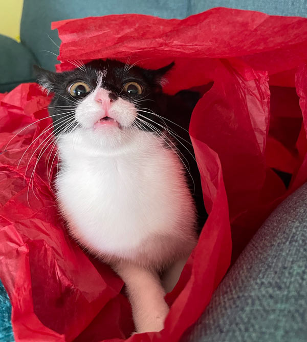 tuxedo cat in red paper